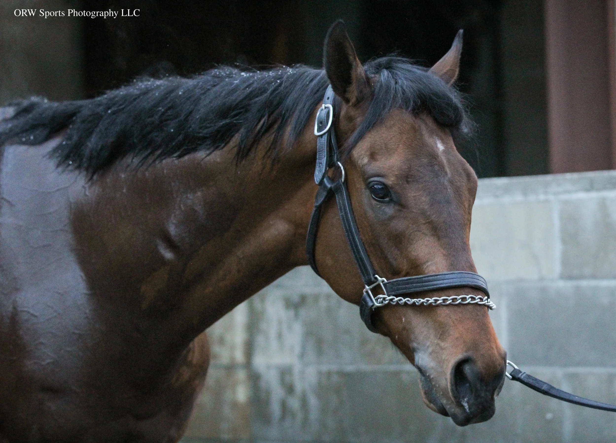 TSO is surely noticing the camera; he will pick up on the idea that he's a big deal. A lot of horses know when they are getting their picture taken, and along with a decent presence of people, they will know that their next race is important, and wil