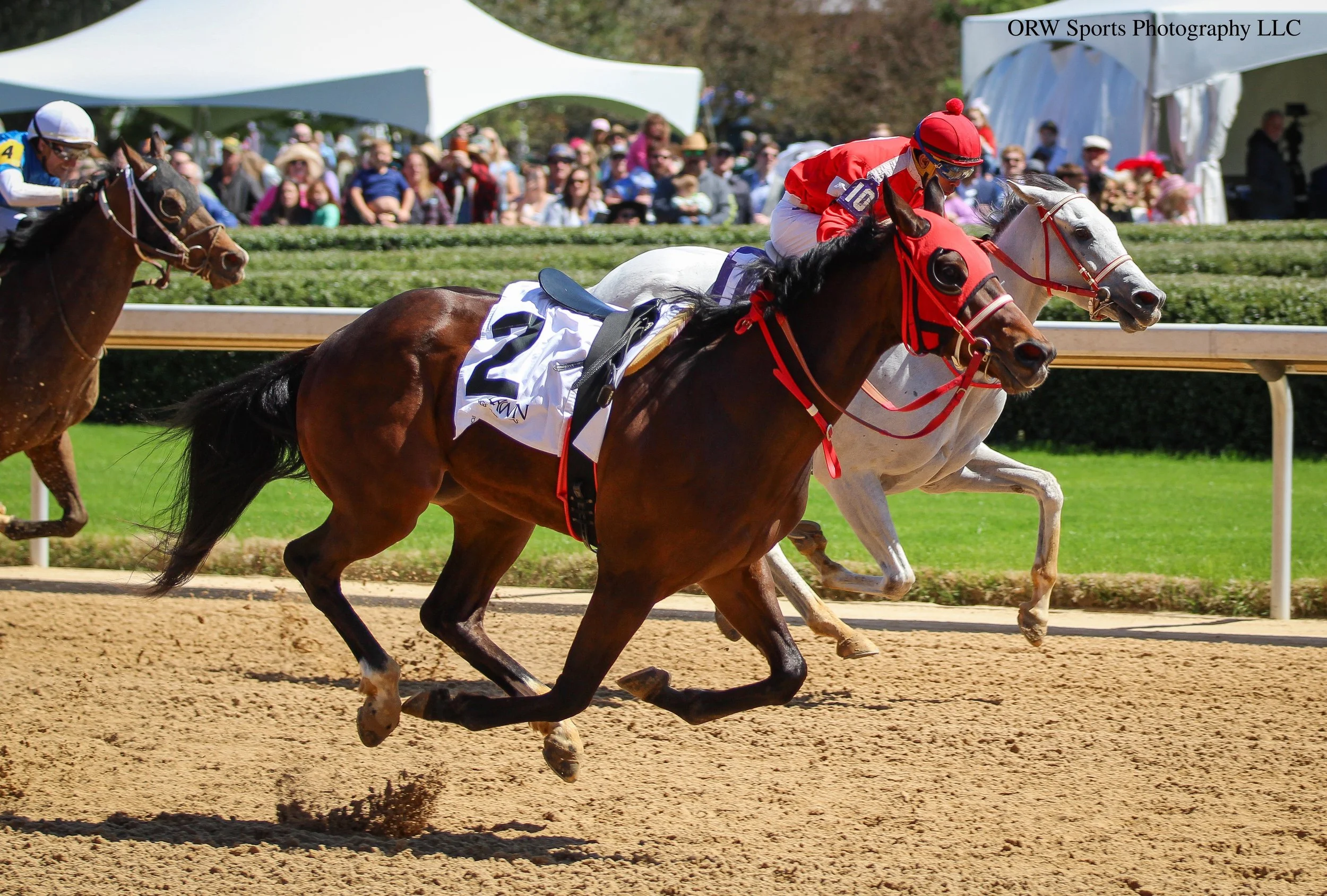 Bernardi had some other plans this afternoon! After stumbling out of the gate and losing his jockey, the bay gelding ran the entire race on his own. He passed all the others and crossed the wire first, but since his jockey fell off, he was technicall