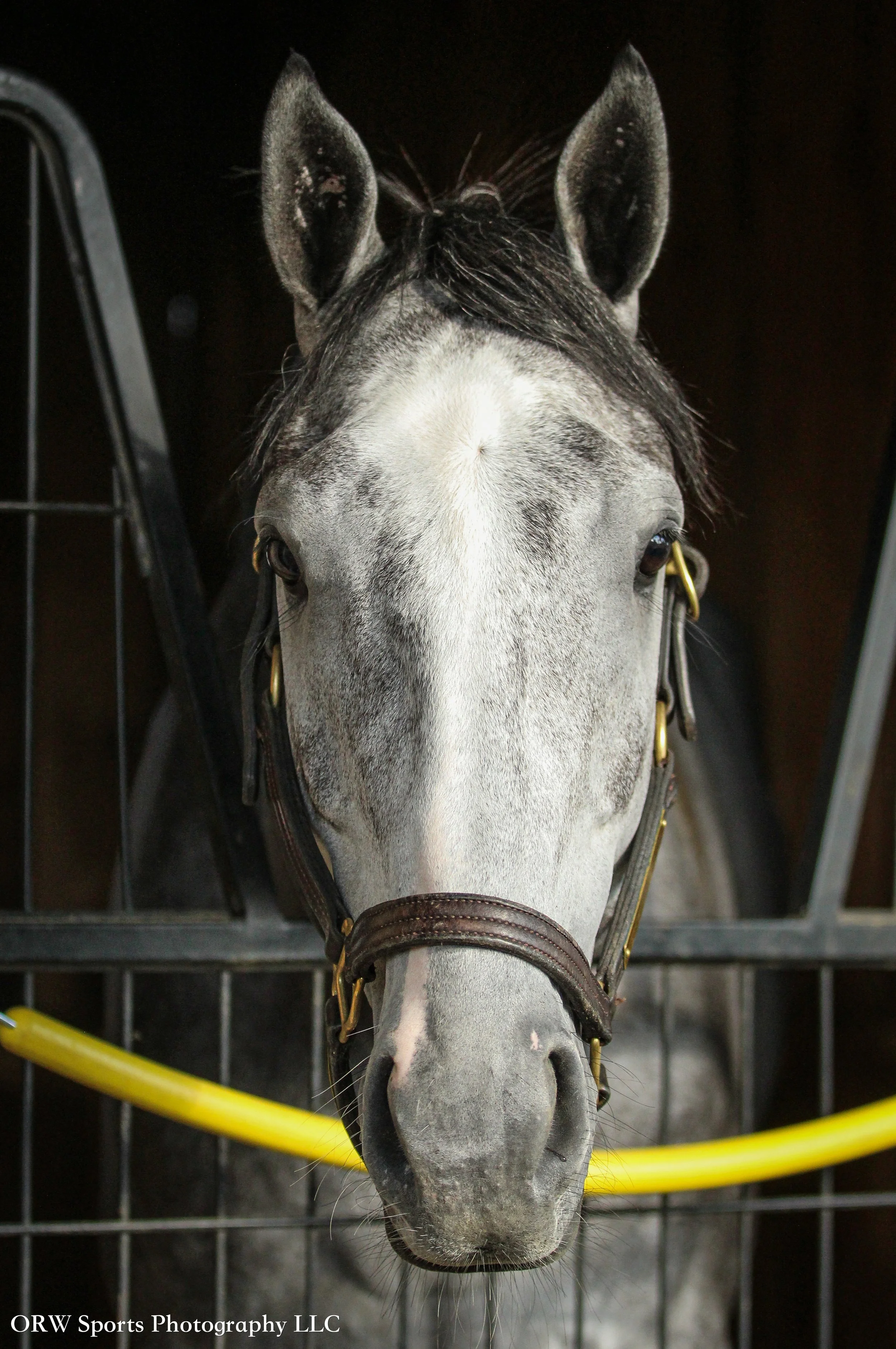 Go Grey