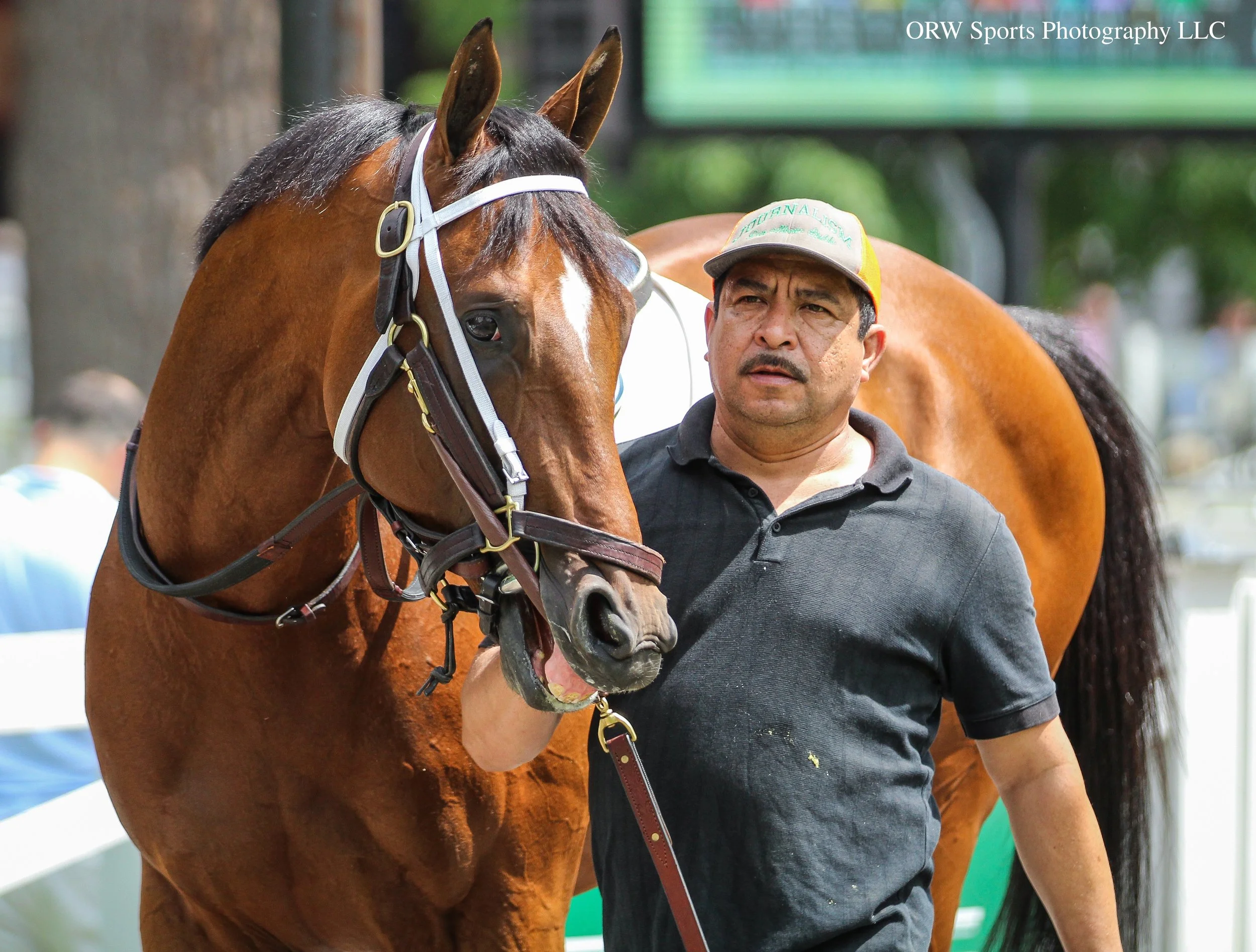 Journalism schooling in the paddock before his next start in the Grade 1 Met Mile on Saturday