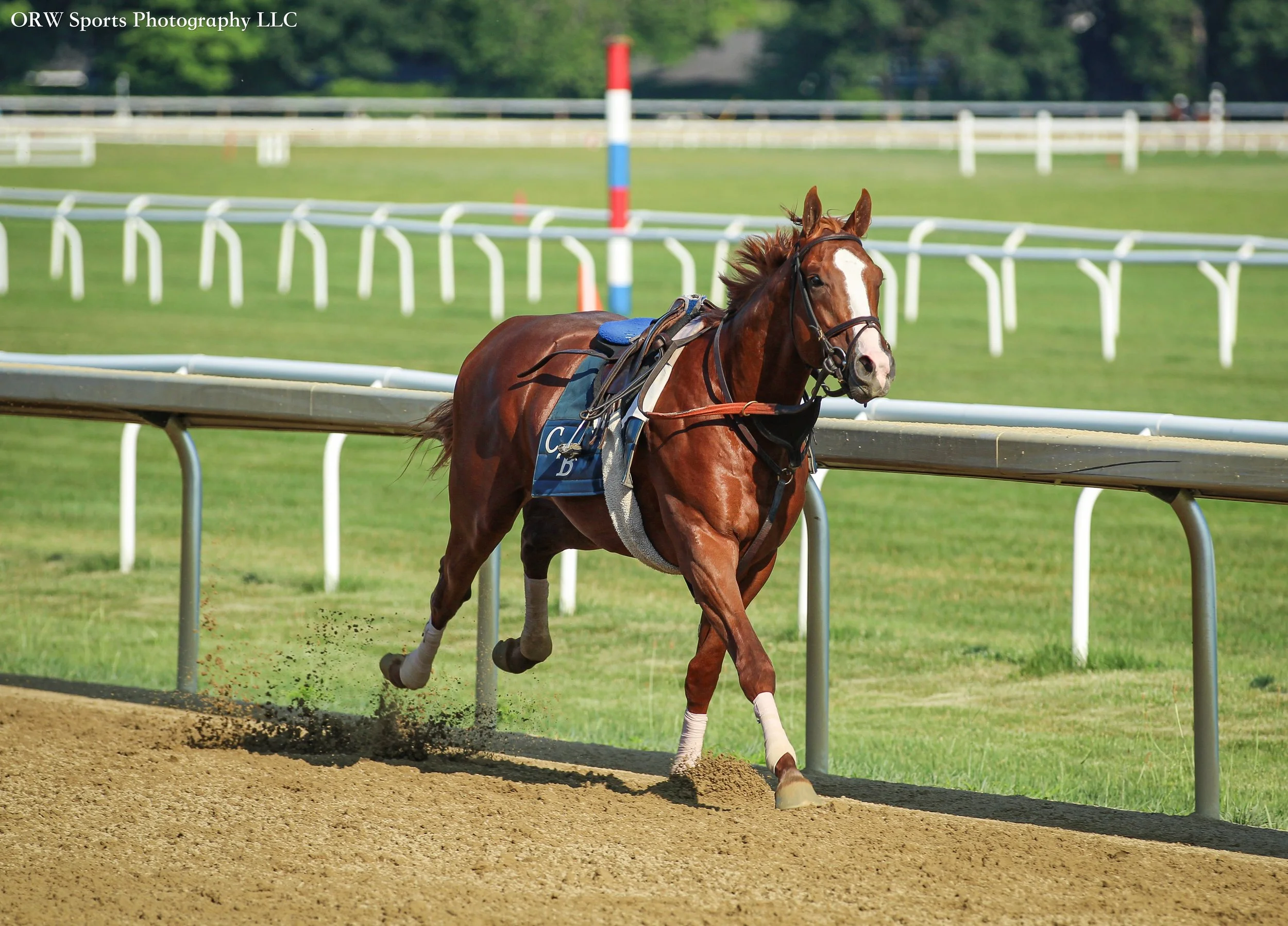 A Chad Brown trainee decides to take a joy ride. (Both rider and horse are ok) 