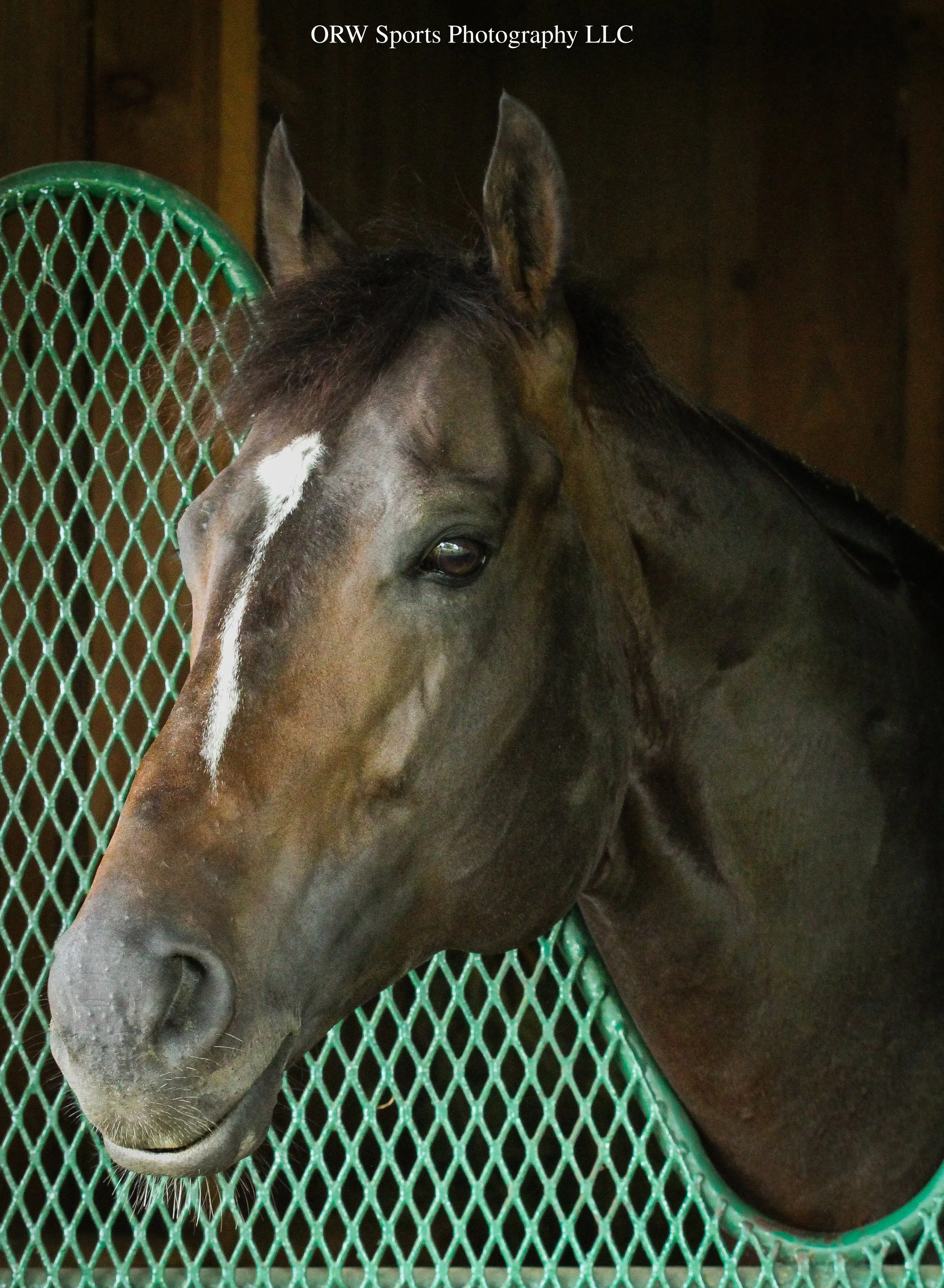 Damon's Mound. He won the FHBPA Sprint Stakes last time out at Gulfstream Park. 