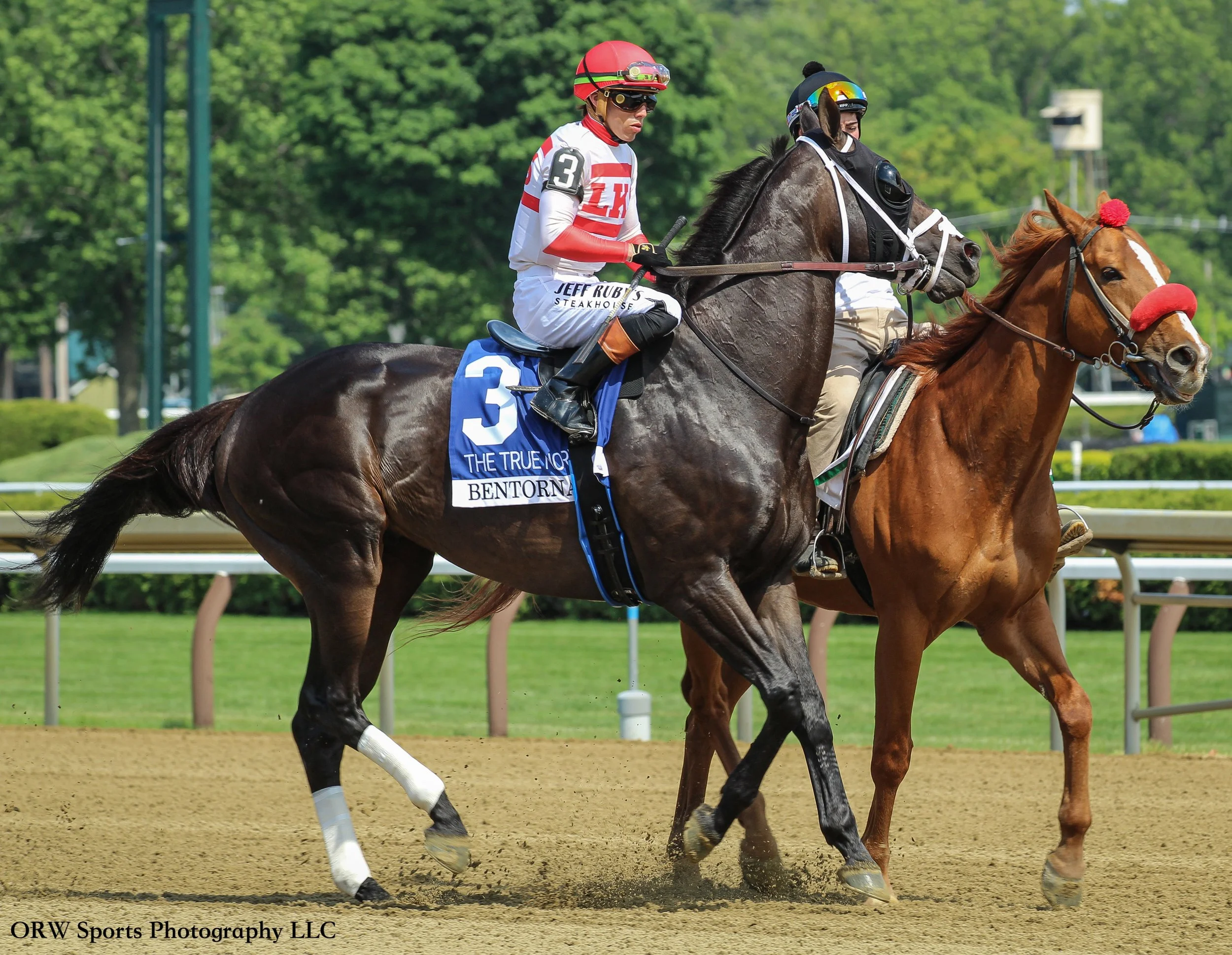 Bentornato, winner of the 2025 Breeders' Cup Sprint. Irad Ortiz Jr in the saddle. 