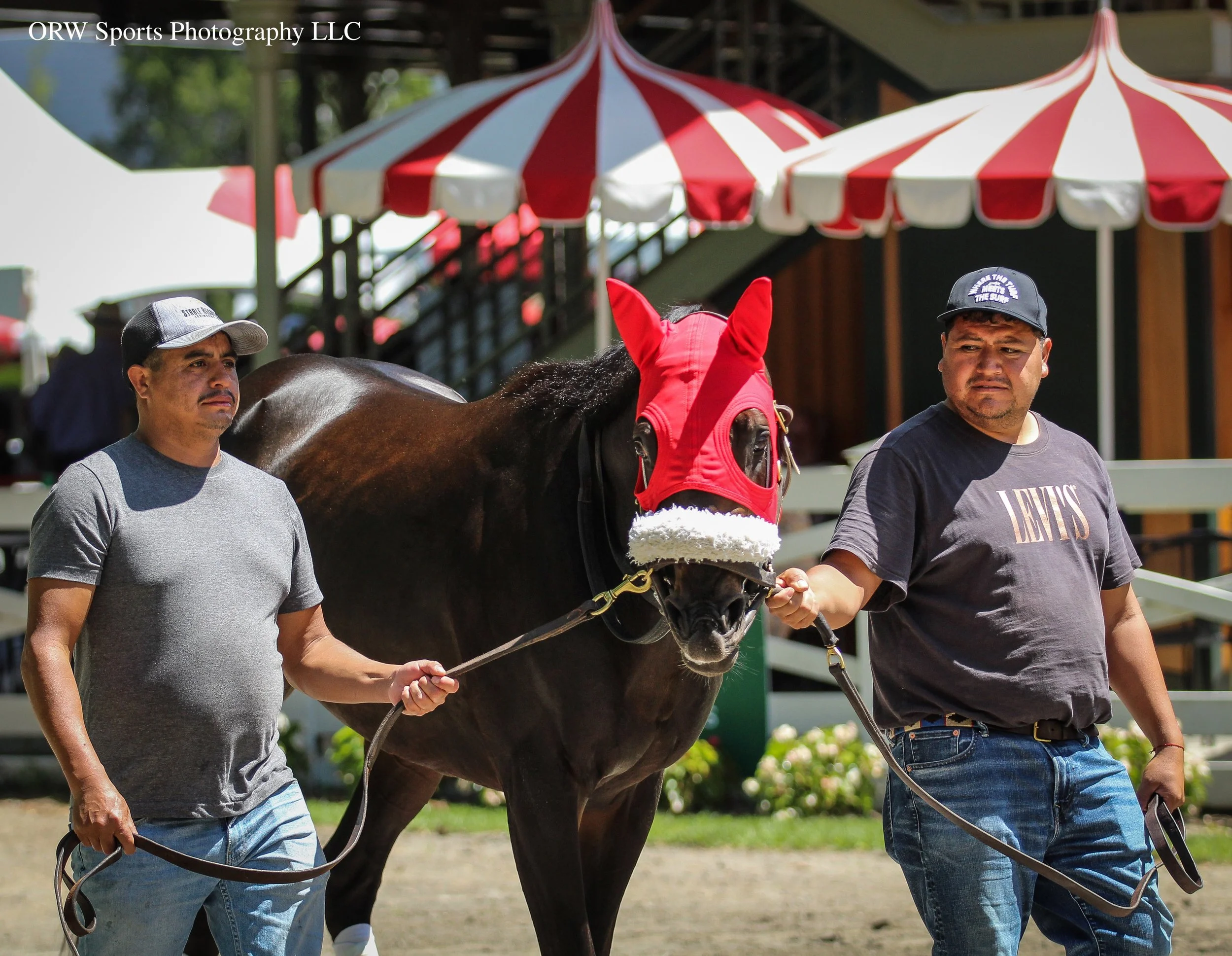 Six Speed, who ran in the Kentucky Derby, schooling in the paddock ahead of his next start in the Grade 1 Woody Stephens. 