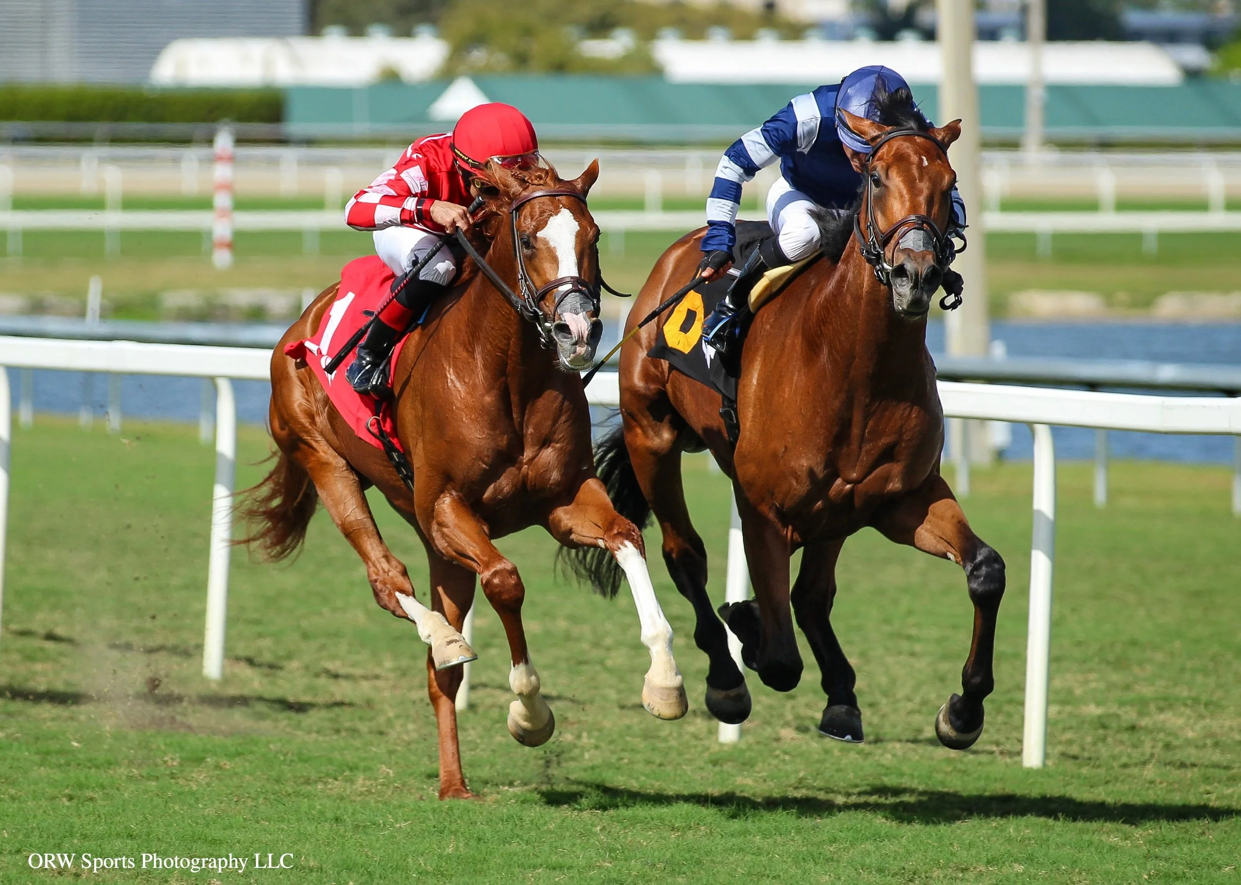 Fancy Sailor vs Comprehensive 