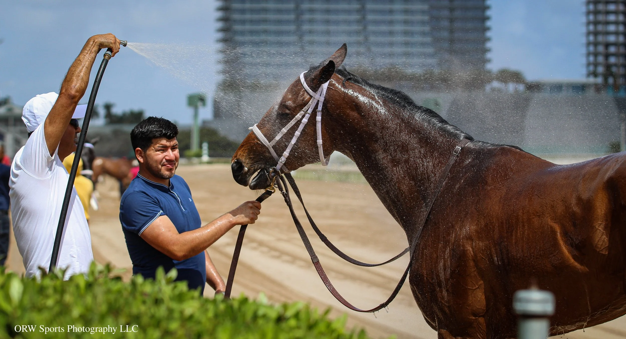 a well-deserved bath for the race winner 