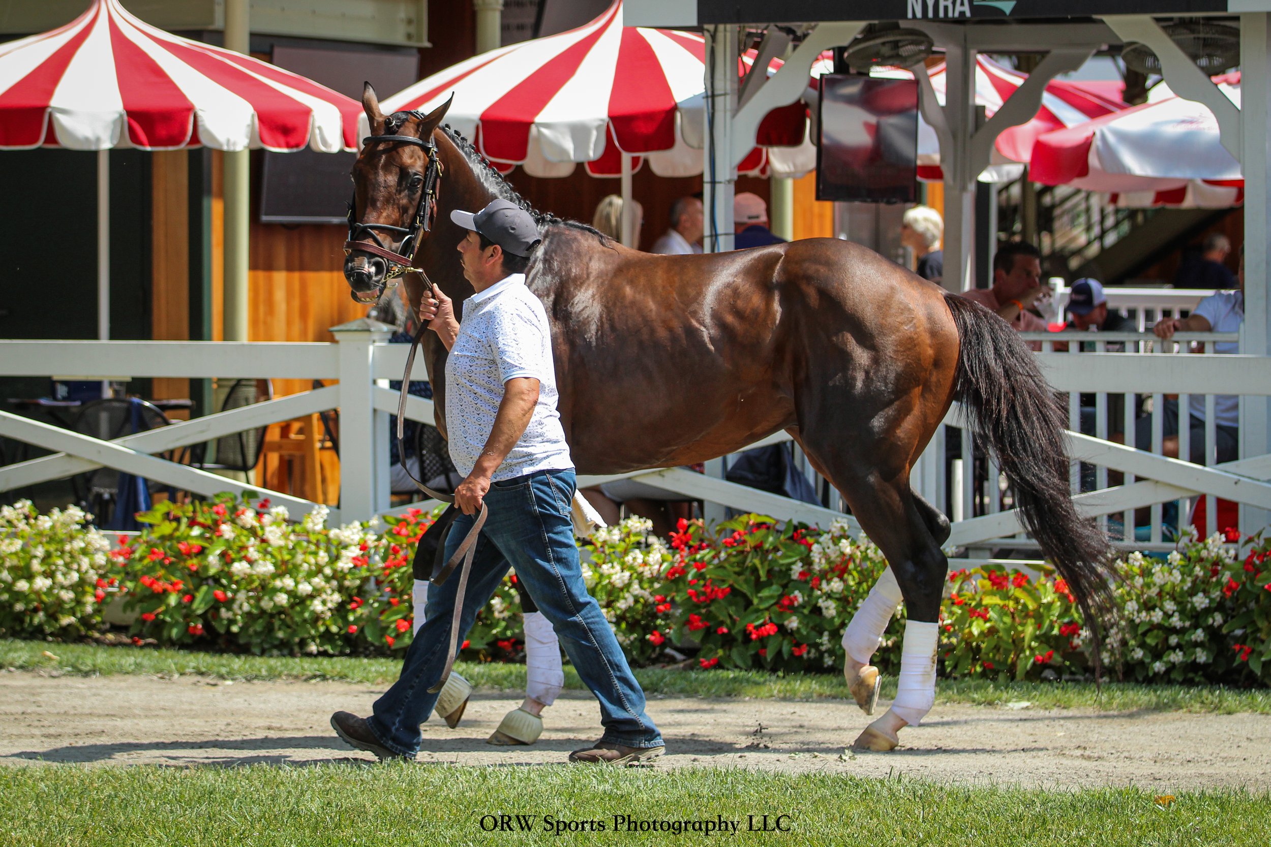 Magnitude has won both the Dubai World Cup and the Grade 1 Stephen Foster Stakes, where he's run against the likes of Forever Young and reigning HOTY Sovereignty. 
