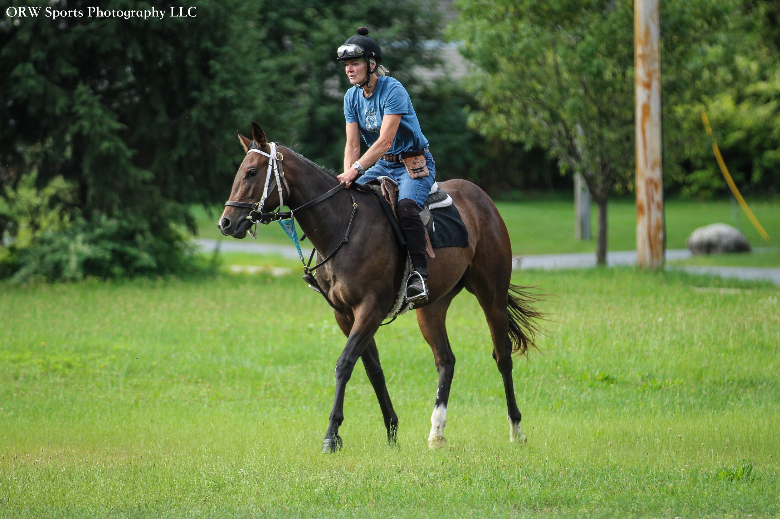 Field Filly .jpg