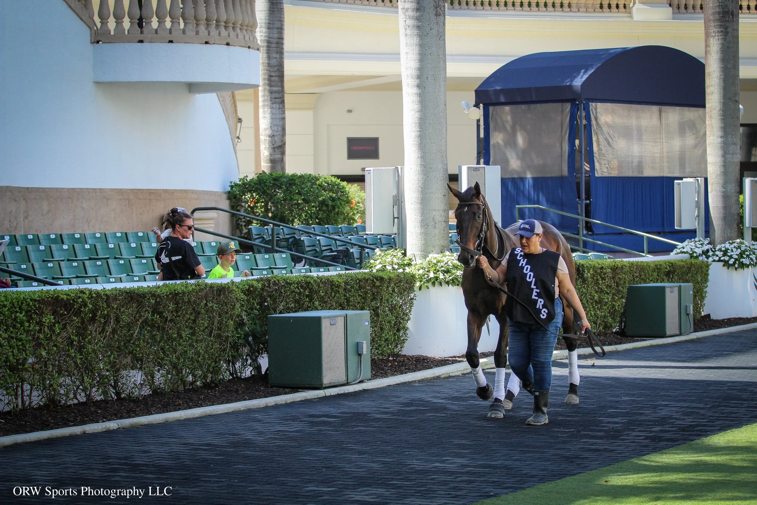 Paddock schooling is a great chance for fans and photographers to get an early and up-close look at the horses before the afternoon chaos. 
