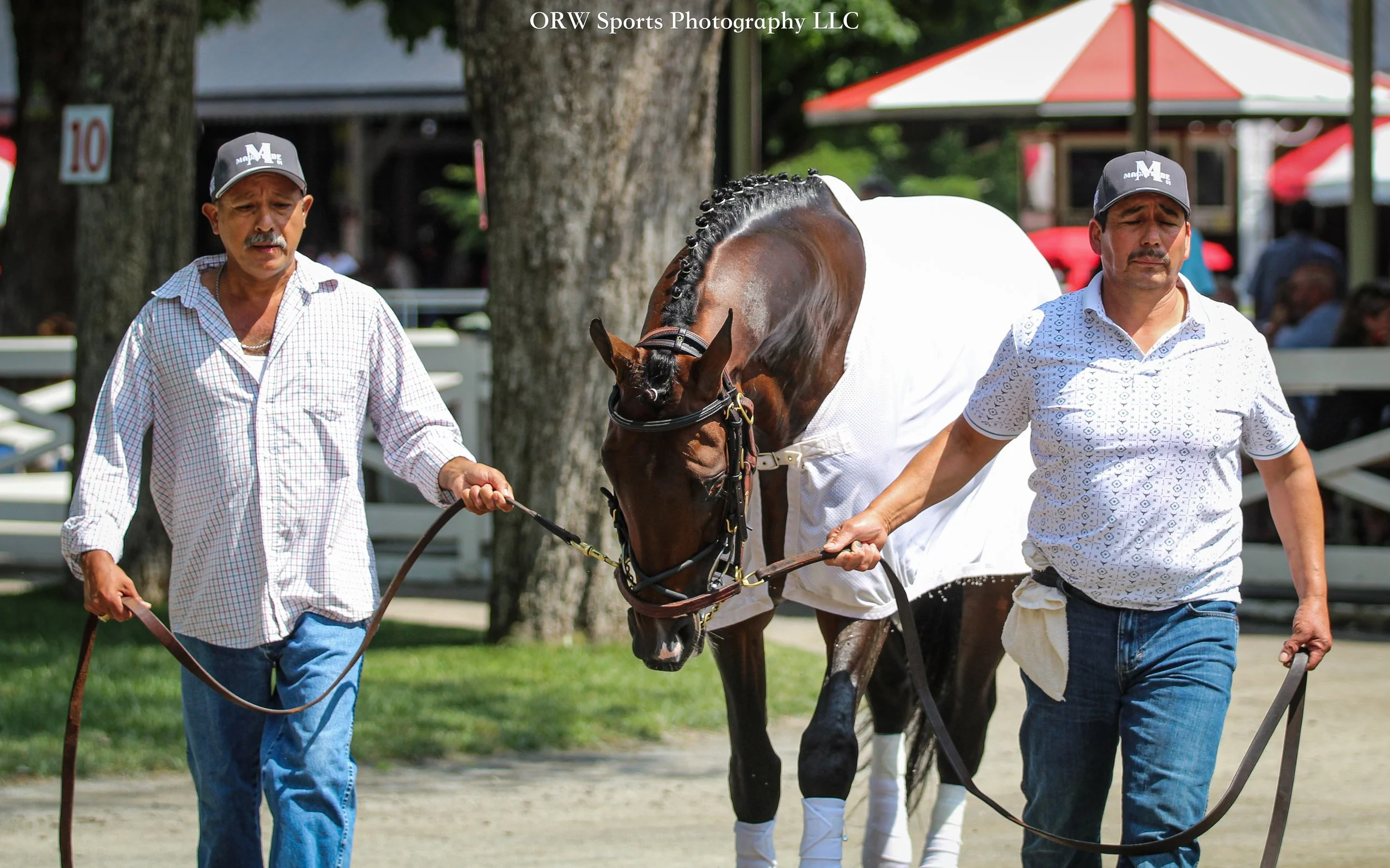 Magnitude in the paddock for afternoon schooling. 