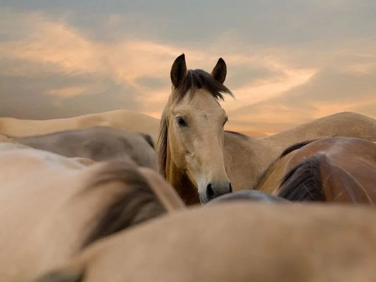 BEING WITH HORSES - A dawn gathering with the herd