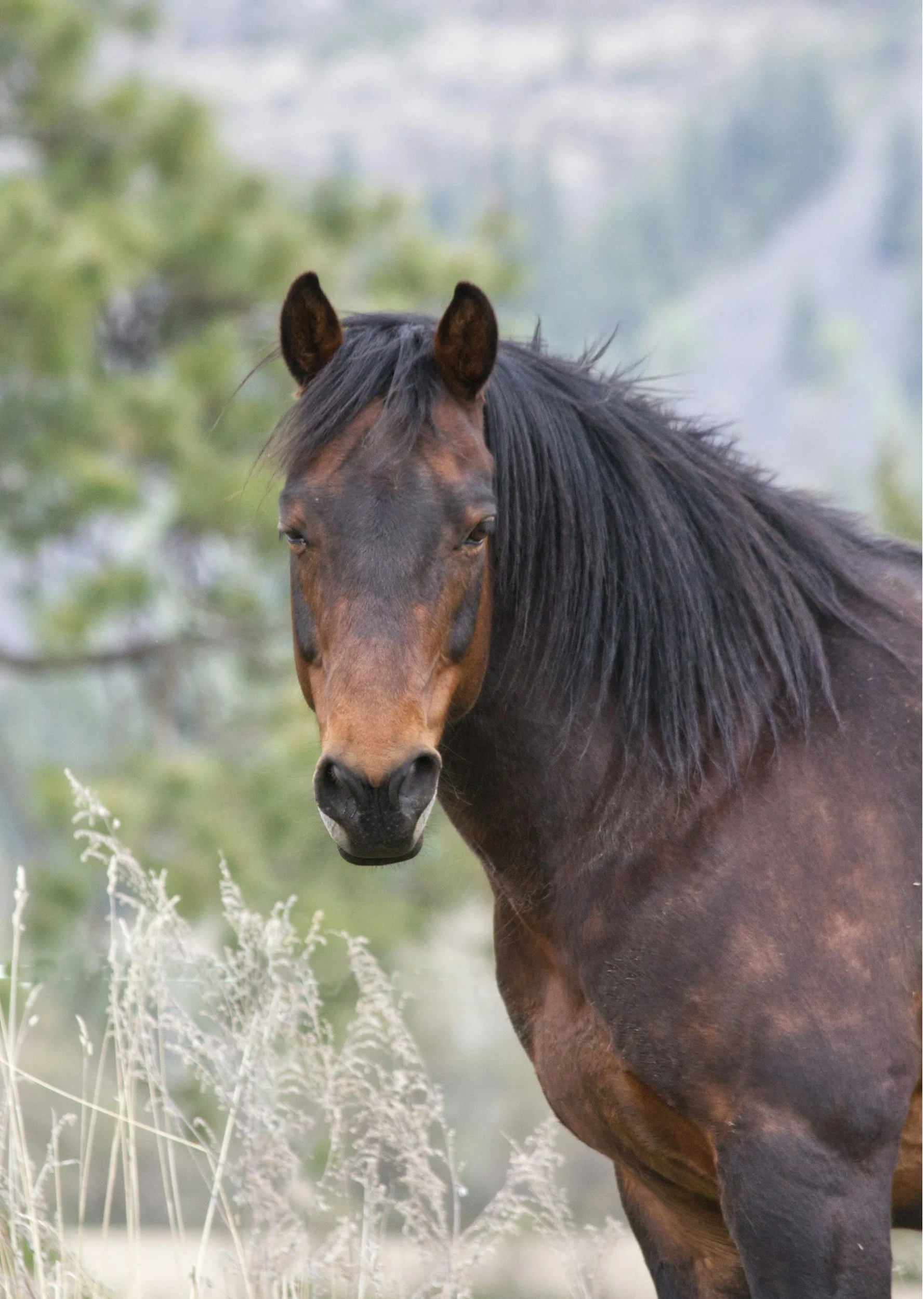 Spring Equinox Retreat Awakening the Fire Horse 🌸🔥🐎