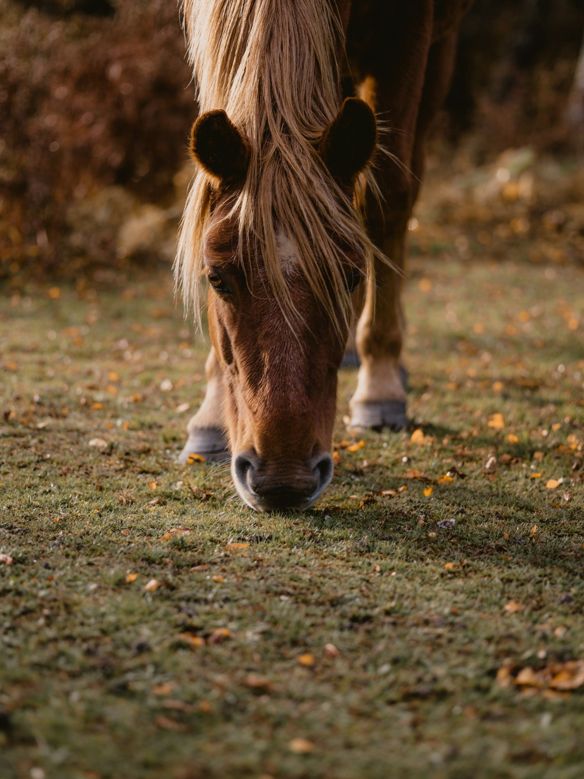 Autumn Equinox Retreat Gathering the Wisdom of the Fire Horse 🍂🔥🐎