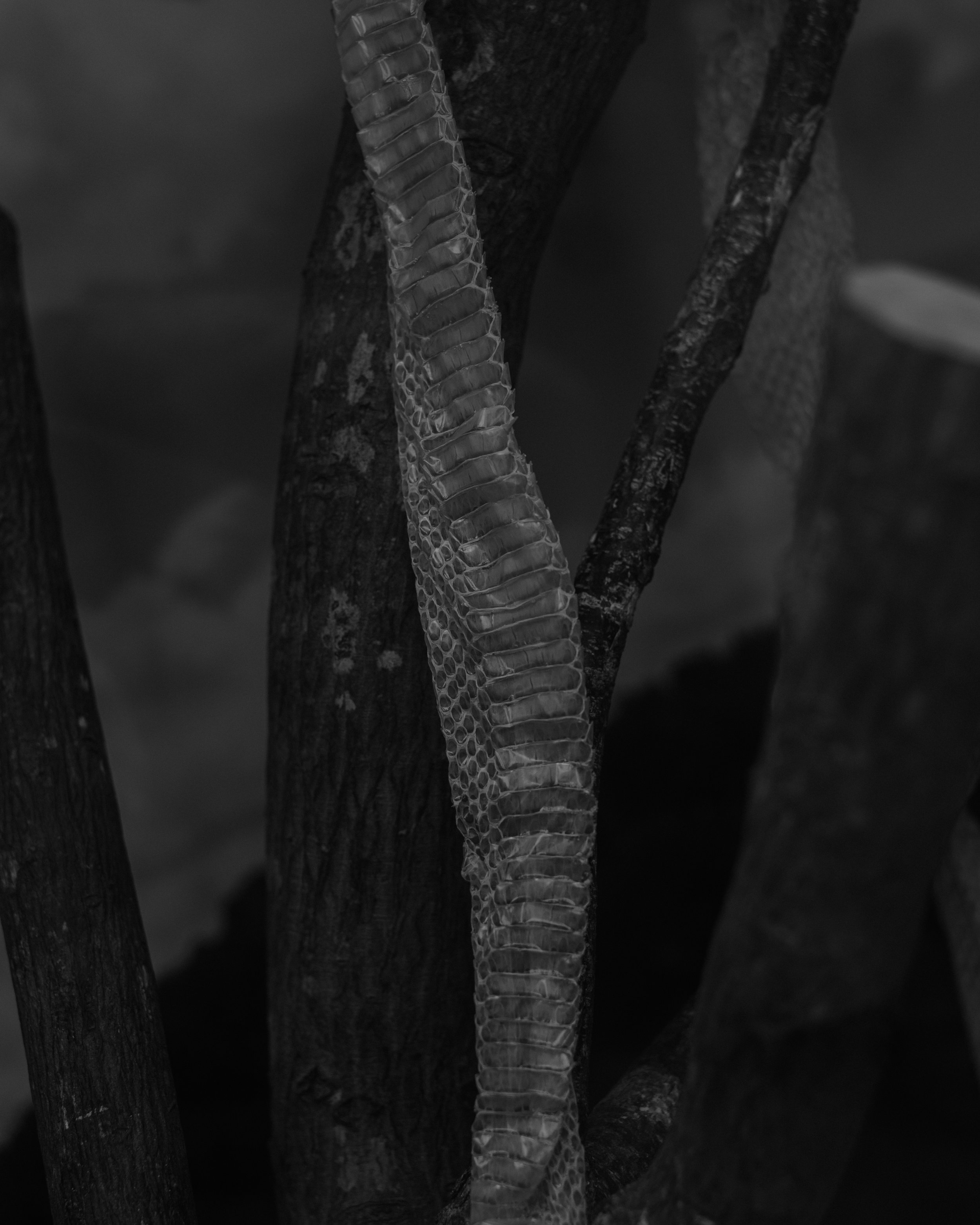 _DSF6272.jpg