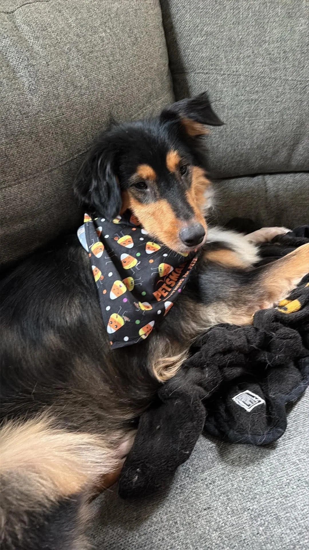 Black and brown dog sitting on a couch