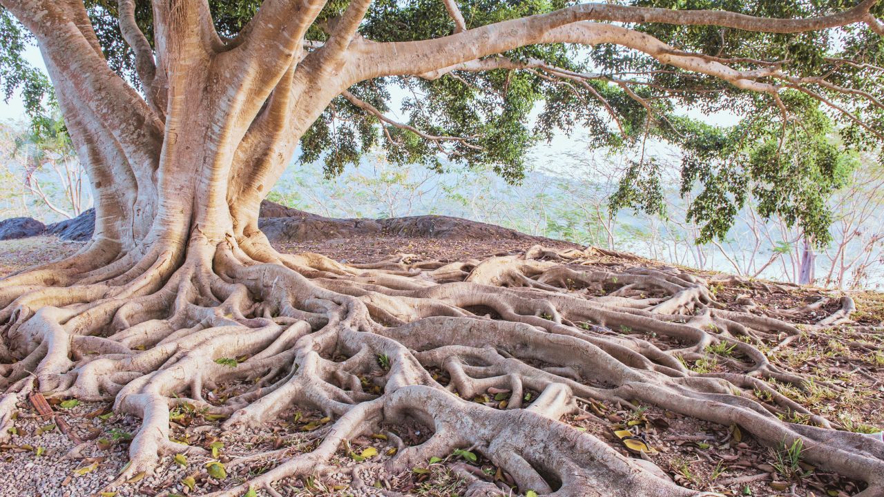 Presence Is a Truer Pursuit Than Happiness