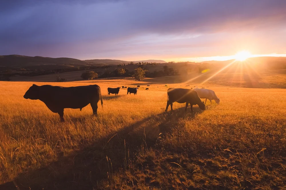 Slicing Premium Pork and Beef Products
