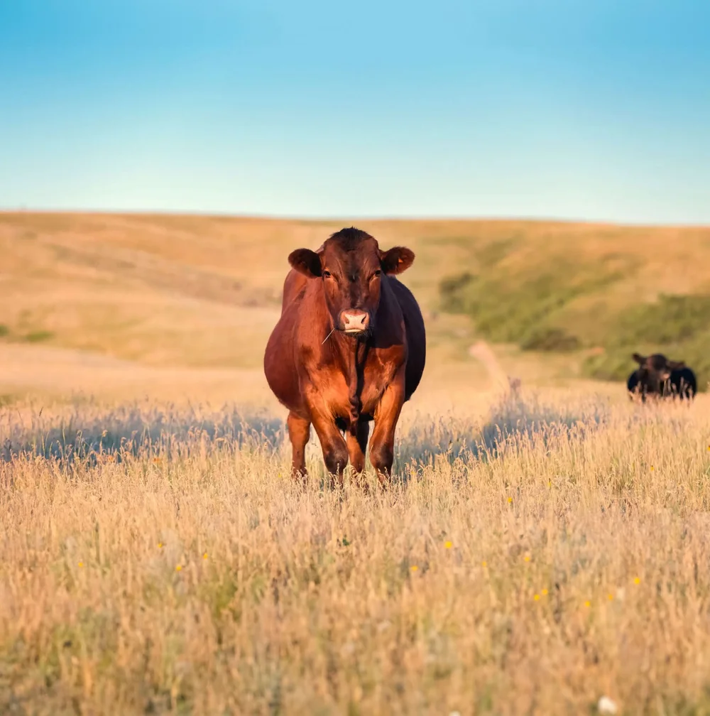 Brooklyn Melbourne Kerr Brothers livestock processing
