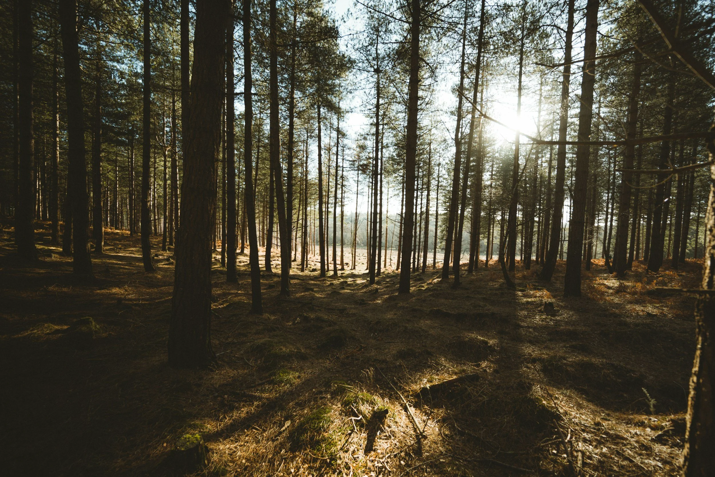 Sunlight filtering through a dense forest of tall pine trees with a dirt forest floor.