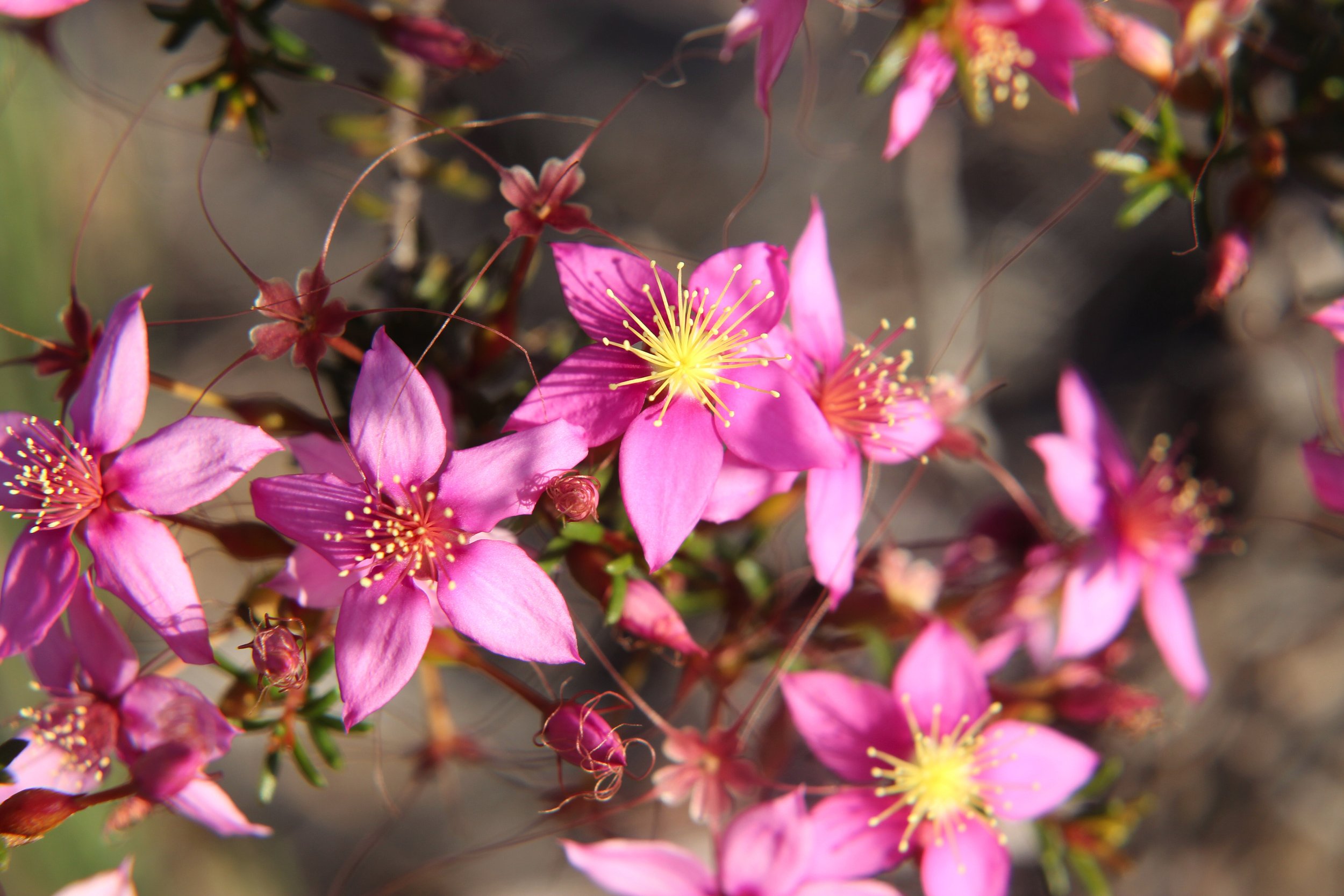 What is Sustainable FLoristry?