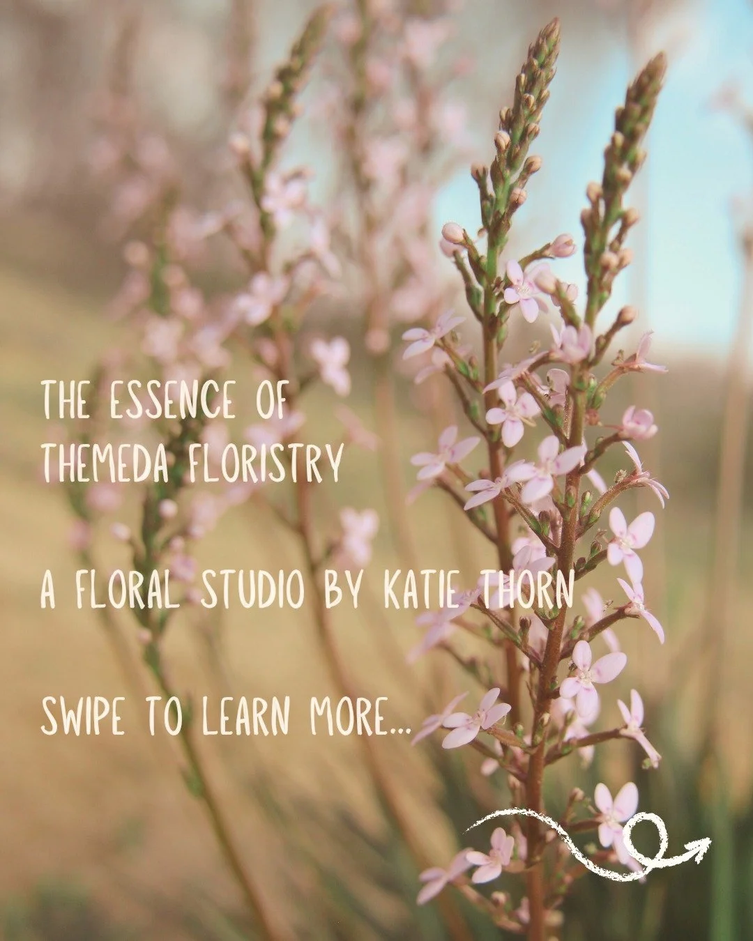 A few notes on Themeda...🌿🪻