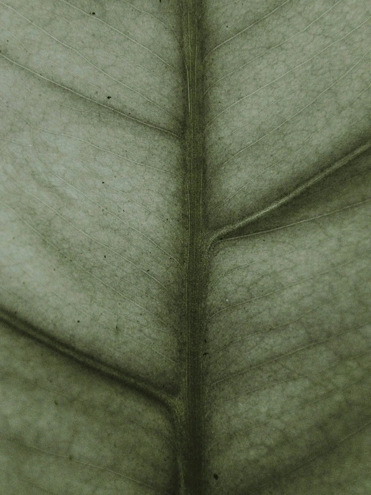 Begeisterung &amp; Hingabe

Ein Funke, der nach oben strebt,
im Innersten die Richtung hebt.

Begeisterung l&auml;sst Wege sehen,
wo Zweifel leise untergehen.

In Hingabe w&auml;chst still die Kraft,
die Neues aus dem Alten schafft.

Wie Holz, das mu