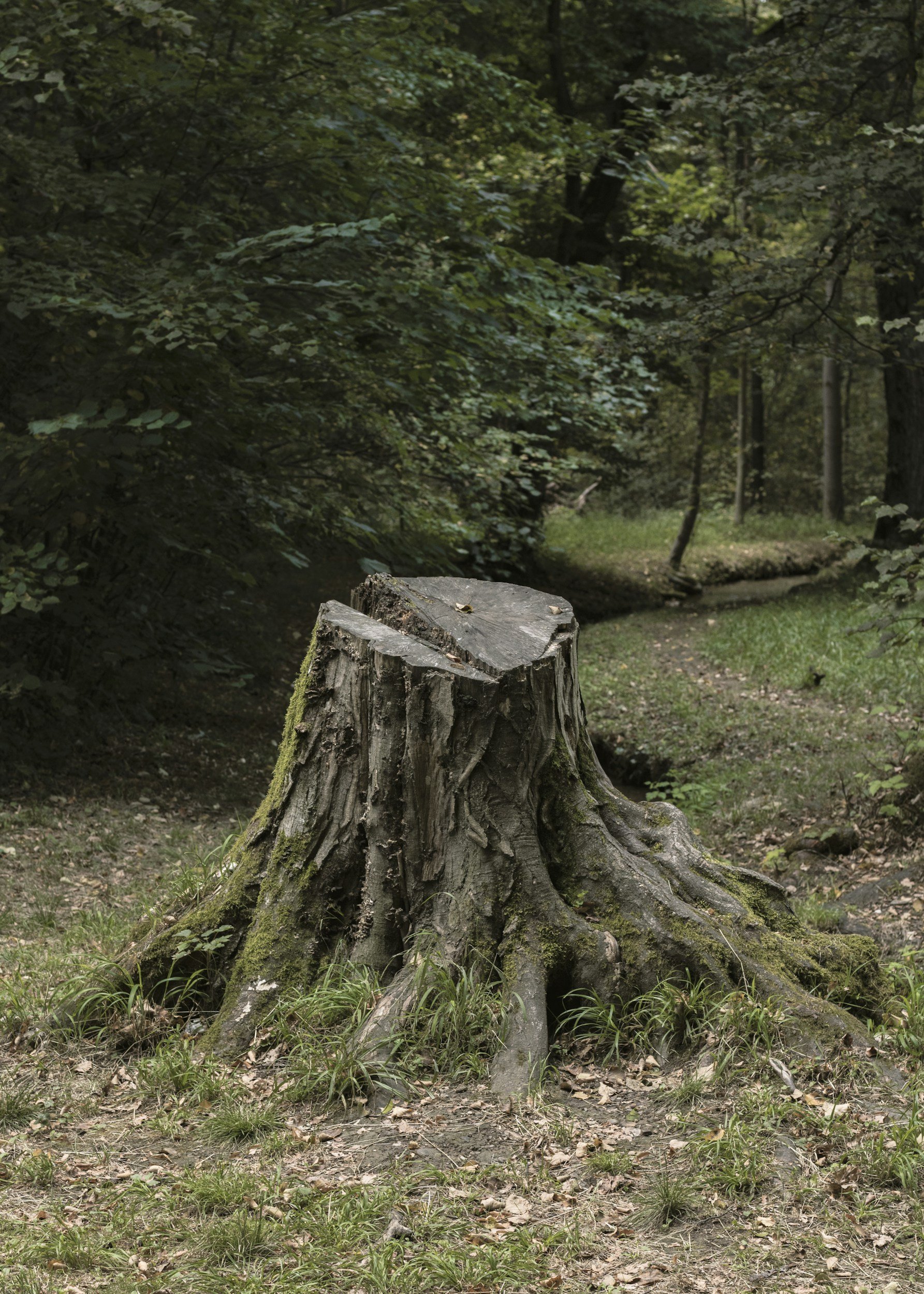 How to Choose the Right Stump Grinding Service in Hawkinsville