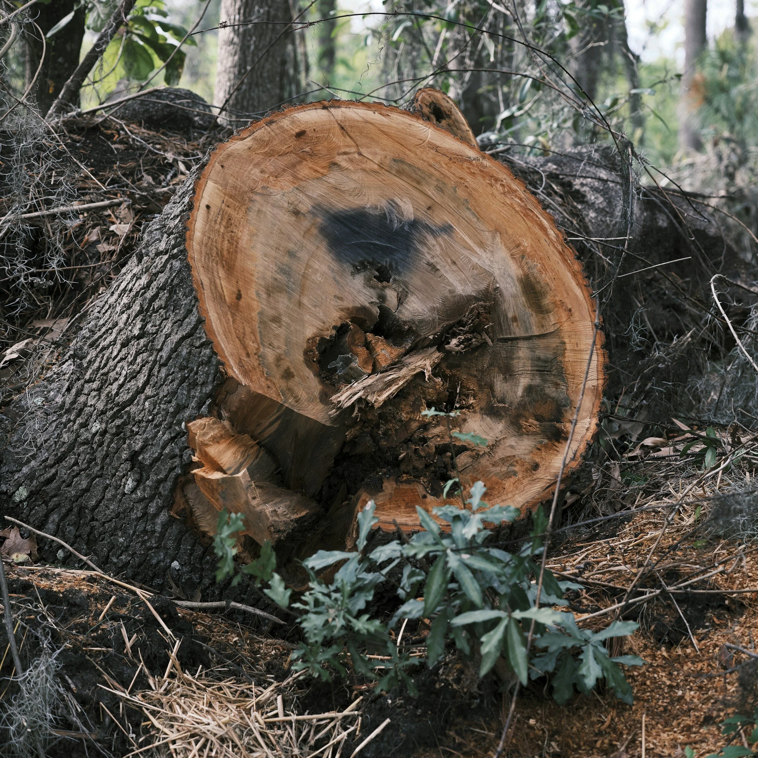Stump Grinding Near Me in Dublin: Safe, Fast, and Affordable Yard Cleanup