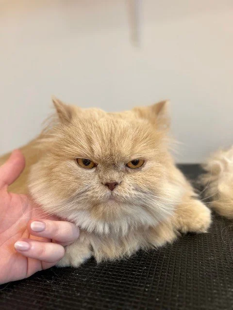 Ginger persian cat with trimmed face post groom