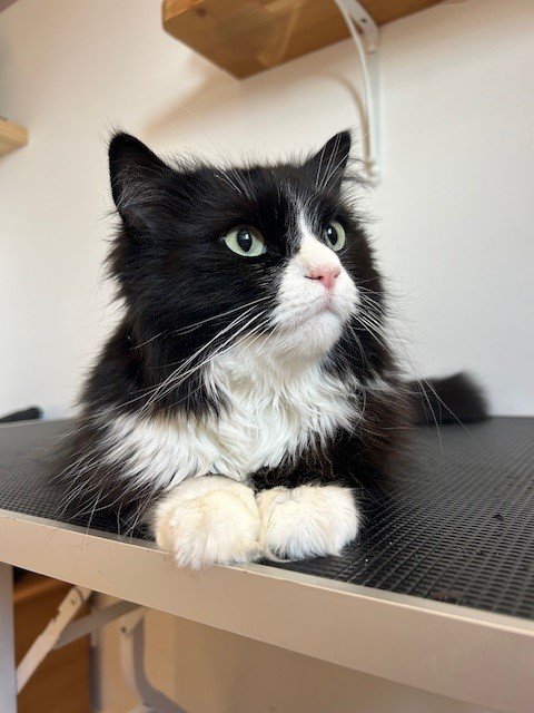 Black and white cat lying down post groom