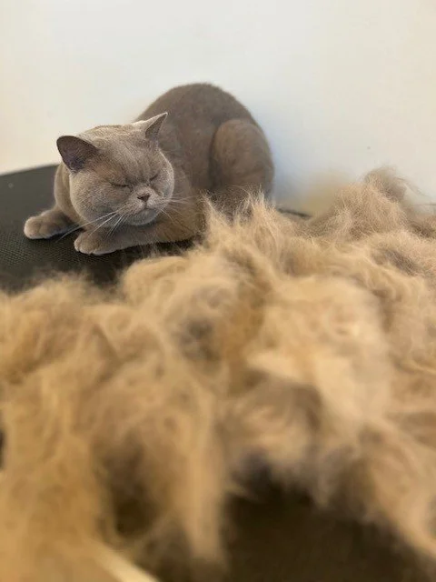 British short hair cat lying next to pile of groomed fur
