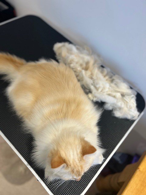 Ginger and white ragdoll cat after groom sat on table next to pile of groomed fur