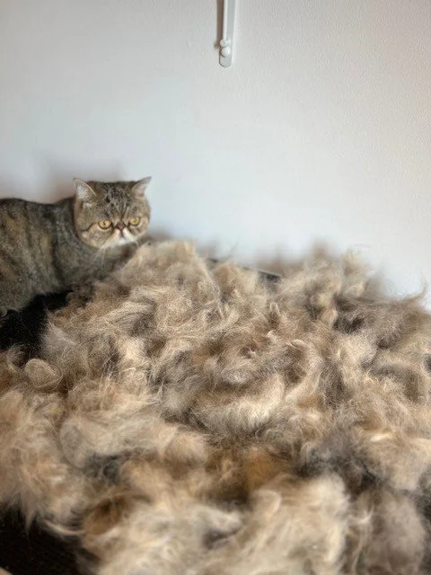 Tortoiseshell exotic shorthair lying down behind large pile of groomed fur