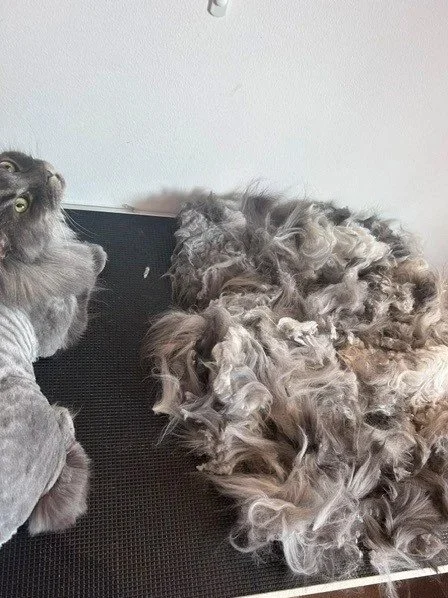 Grey Maine Coon with lion clip lying down next to pile of groomed fur