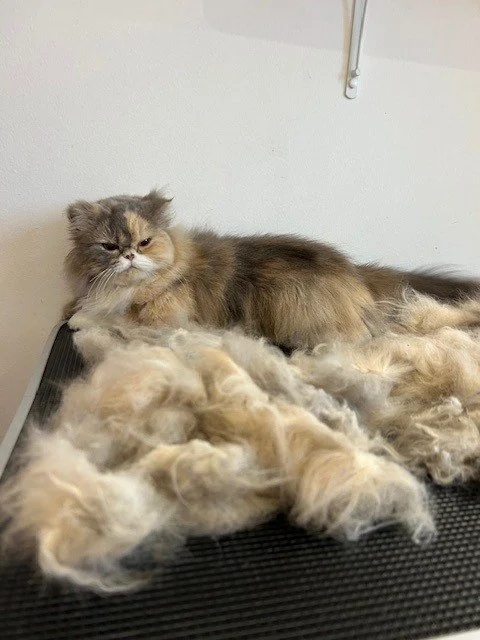 Calico long haired Persian cat lying down next to pile of groomed fur