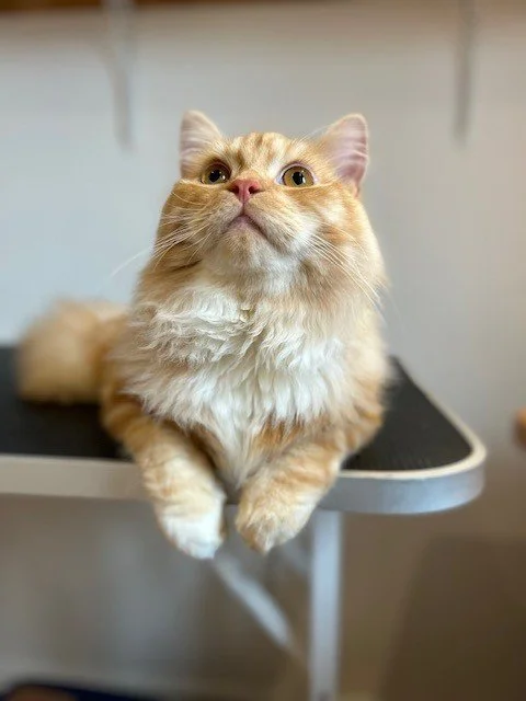 Ginger and white kitten lying down looking into camera