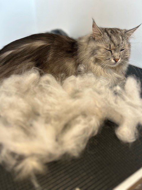 Grey Siberian cat laying down behind pile of groomed fur