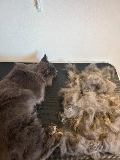Grey Maine Coon lying down next to large pile of groomed fur