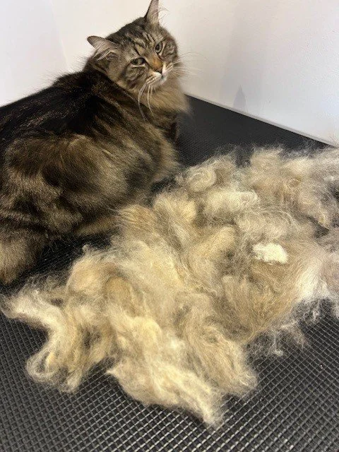 Brown Siberian cat lying down looking at camera, next to pile of groomed fur