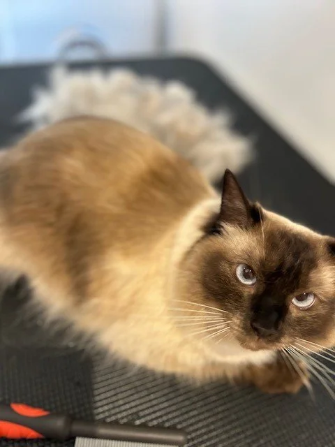Chocolate point ragdoll lying in front of pile of groomed fur