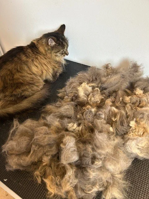 Brown tortoiseshell cat lying down next to large pile of groomed fur