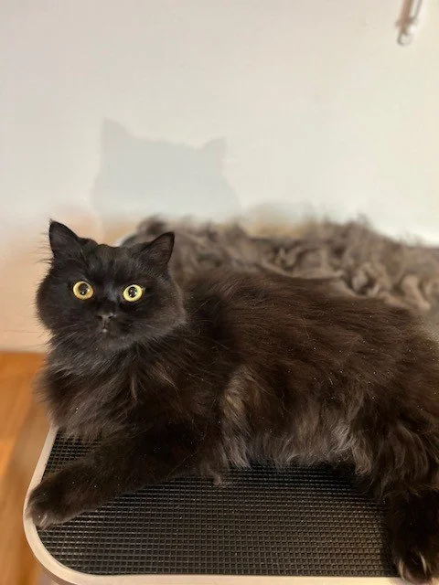 Black Persian cat with yellow eyes lying down in front of pile of groomed fur