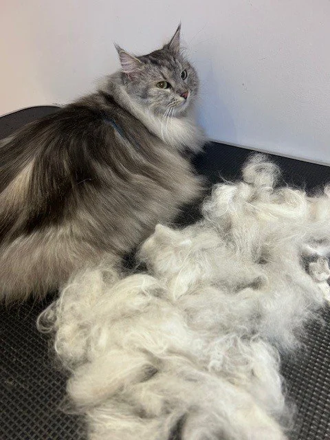 Grey Siberian cat lying down looking at camera, next to pile of groomed fur