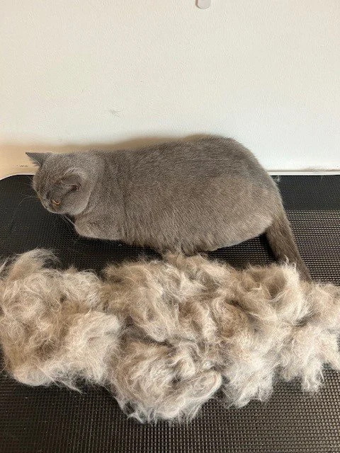 British blue short hair cat lying down next to pile of groomed fur