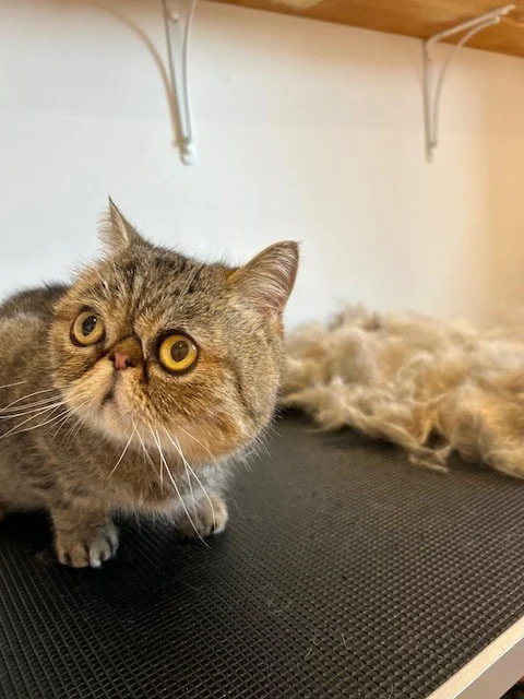 Tortoiseshell exotic shorthair cat looking away from camera crouching down next to pile of groomed fur