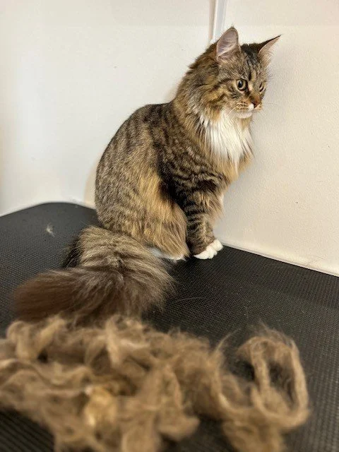 Brown cat siting up next to pile of groomed fur