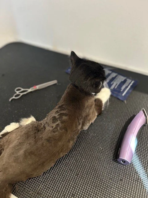 Shaved black cat lying down with scissors on left and pink clippers on right