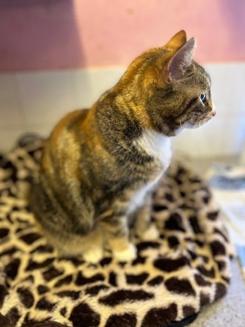 Domestic short hair tortoiseshell cat after grooming