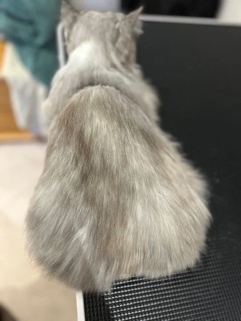 Grey cat after groom and wet bath
