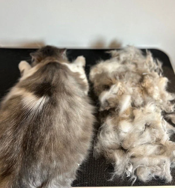 Grey and white Siberian cat lying down next to pile of groomed fur